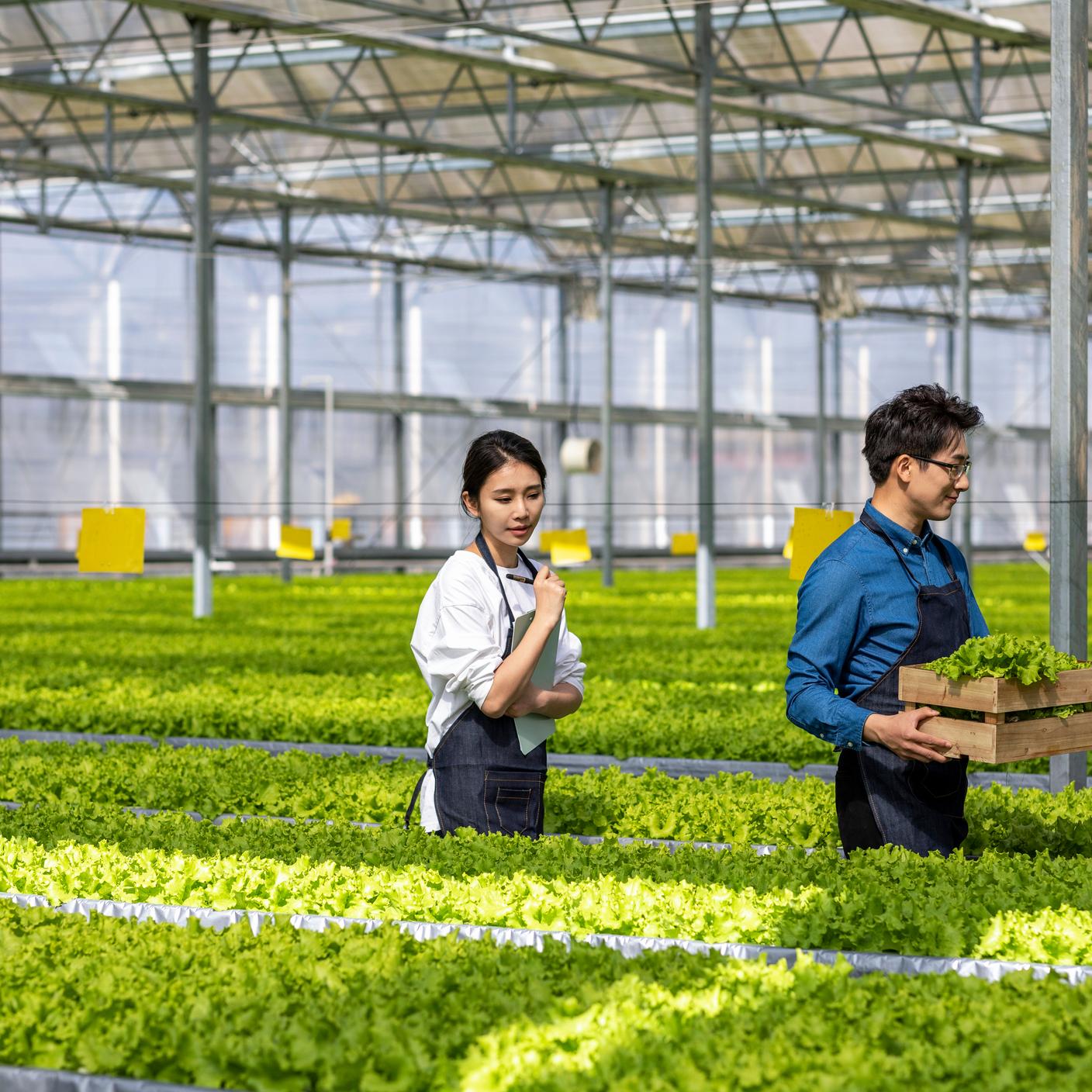 Agricultores recolectan verduras ecológicas en el invernadero.