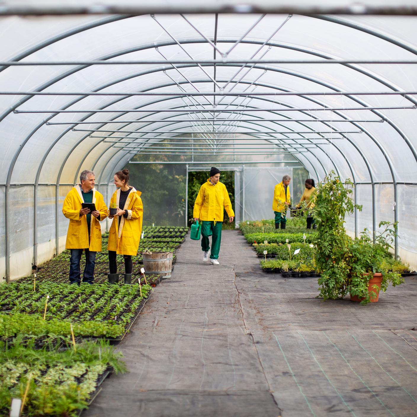 Shot of people working in greenhouse. Men and women gardeners doing their duties in a garden center.