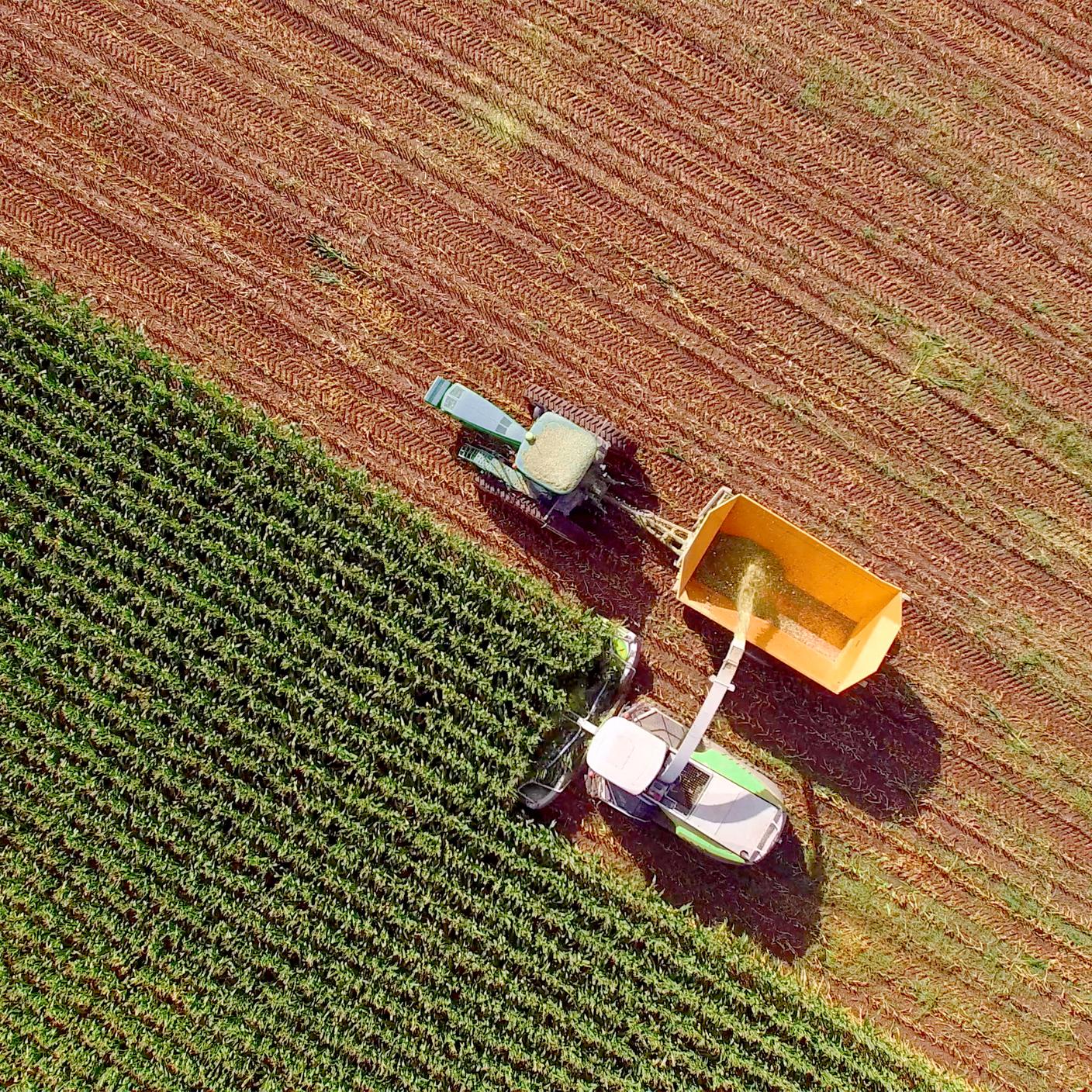 Máquinas agrícolas cosechando maíz para piensos o etanol. Se utiliza toda la planta de maíz, sin residuos.