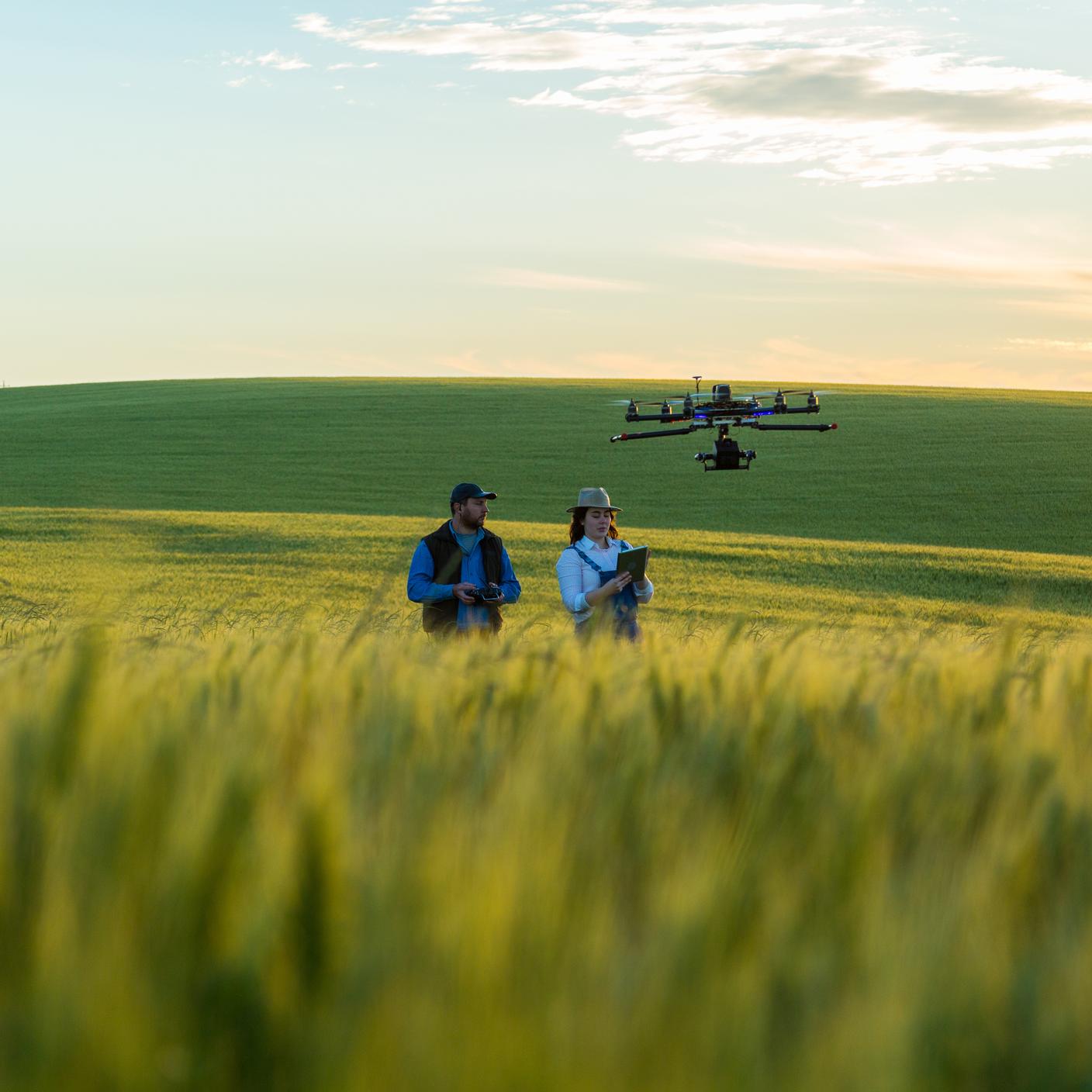 Łańcuch dostaw – dron latający nad polem pszenicy